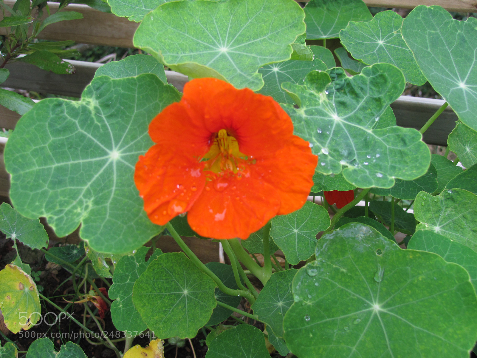 Canon PowerShot SX20 IS sample photo. Nasturtium ‘gleam’ photography