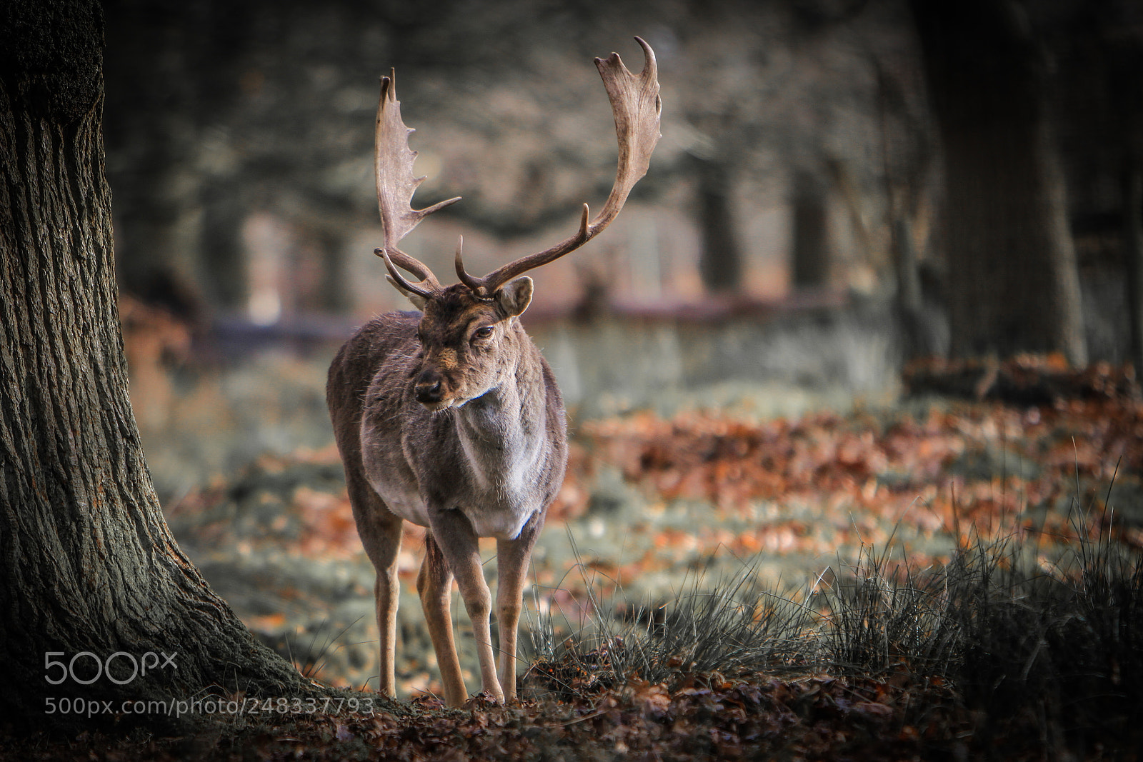 Canon EOS 7D sample photo. Oh deer photography