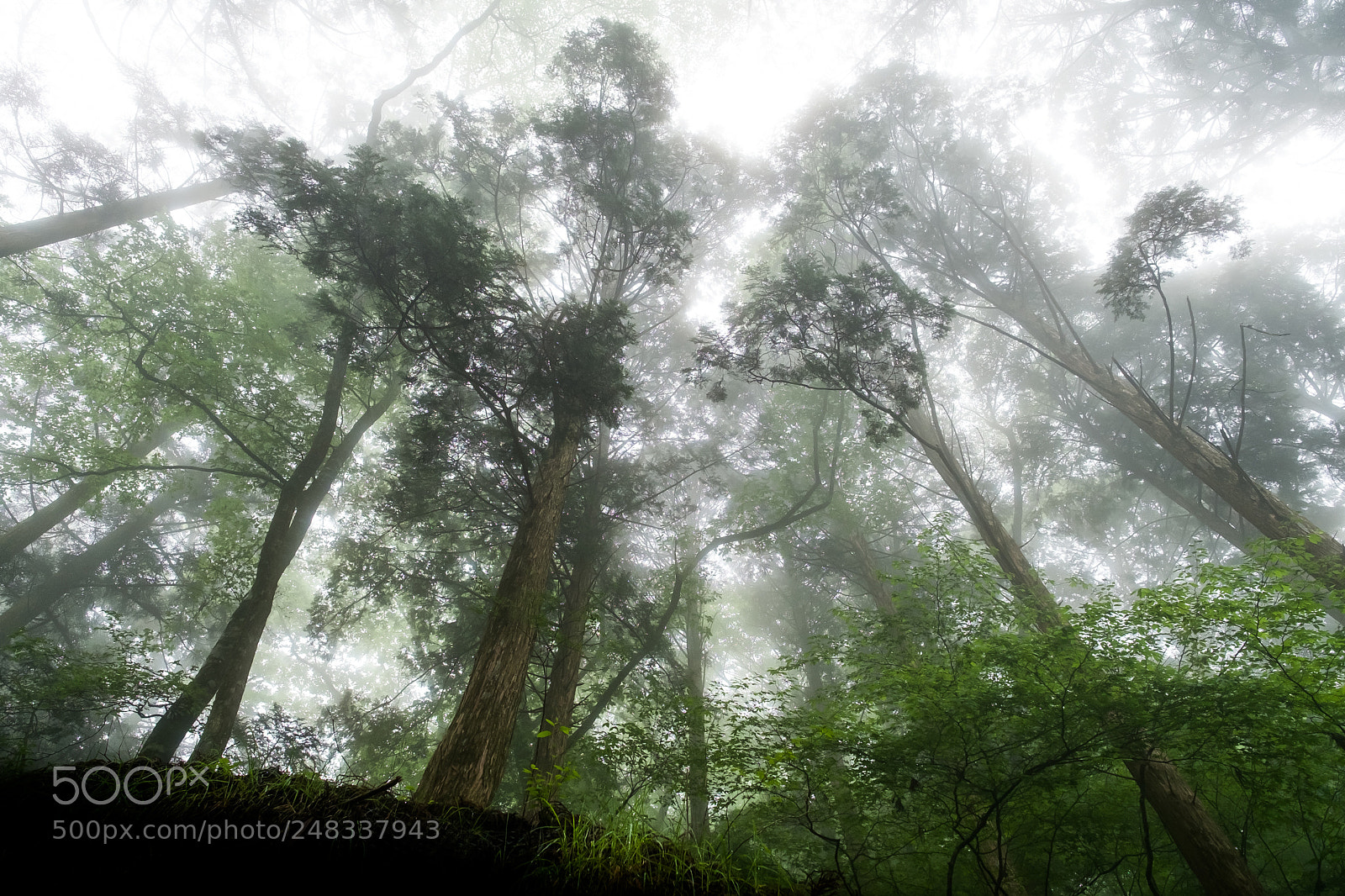 Fujifilm X-Pro1 sample photo. Mysterious forest (redux) x photography