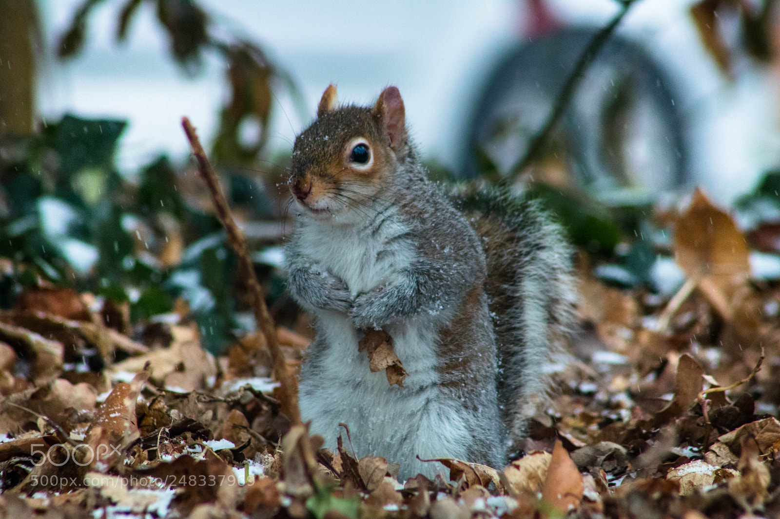Canon EOS 750D (EOS Rebel T6i / EOS Kiss X8i) sample photo. Squirrel photography