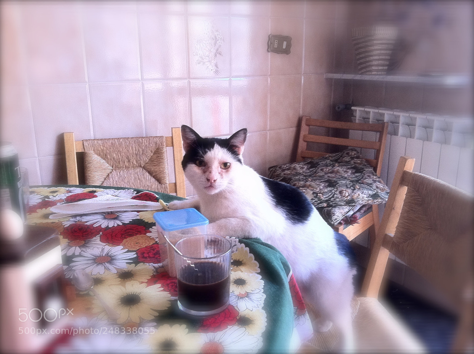Apple iPhone 4 sample photo. Guardate bene questo gatto,da photography
