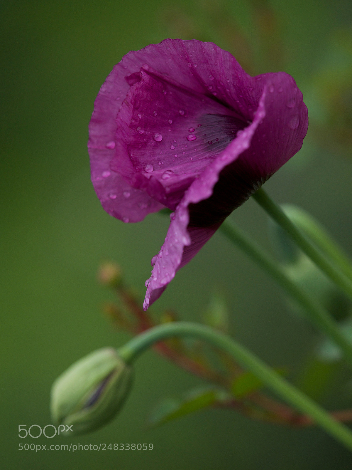Olympus OM-D E-M1 sample photo. Makro 2018 ii photography