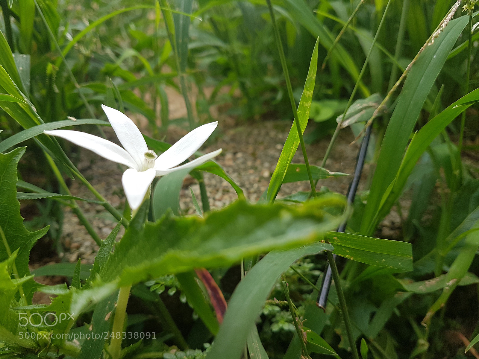 Samsung Galaxy S7 Edge sample photo. White flower photography