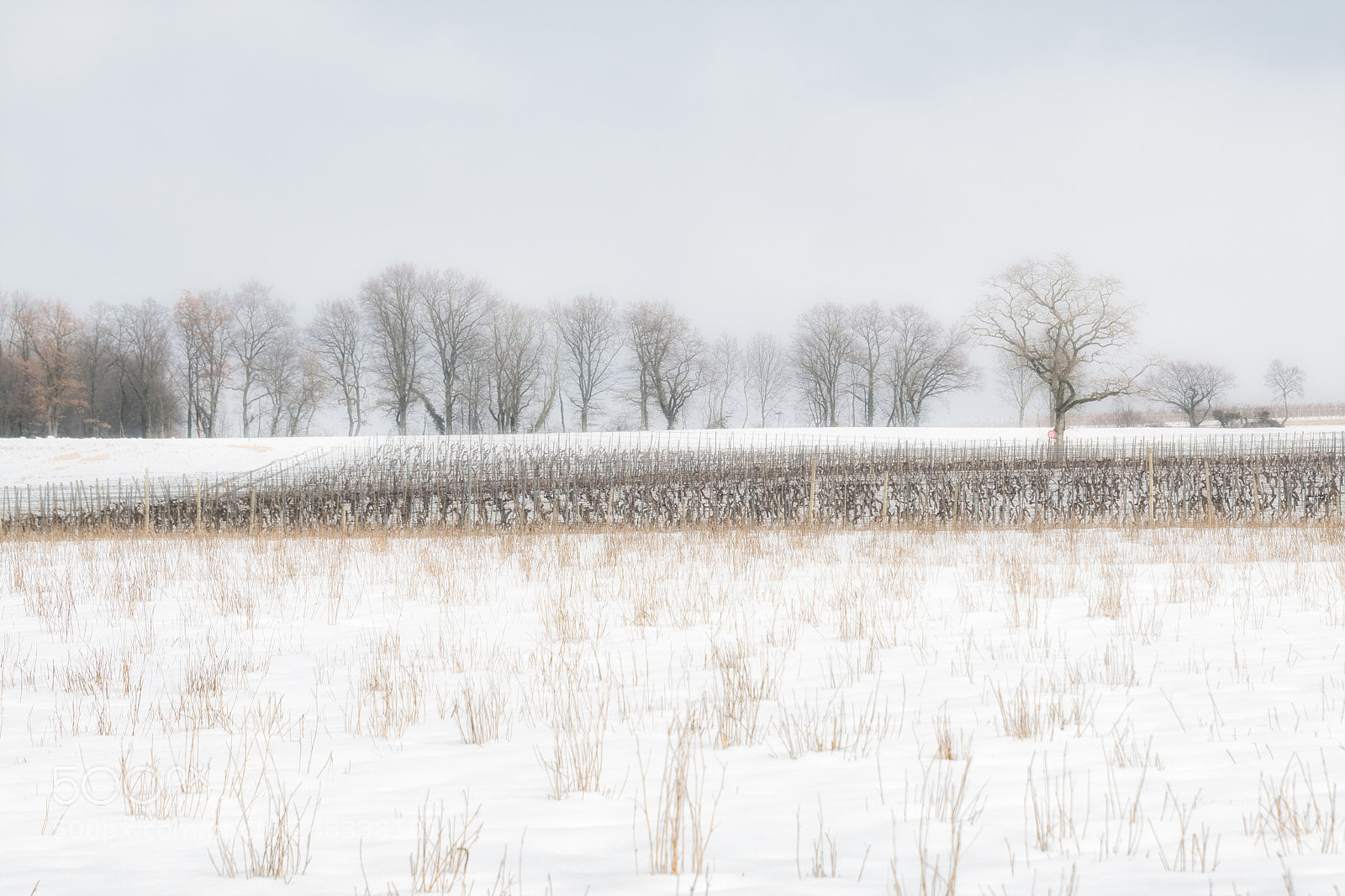 Nikon D850 sample photo. Frozen day photography