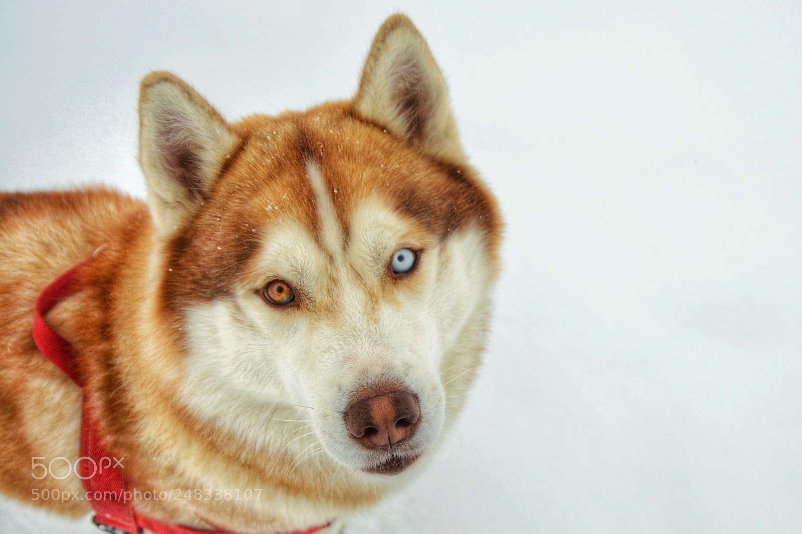 Nikon D5200 sample photo. San photography