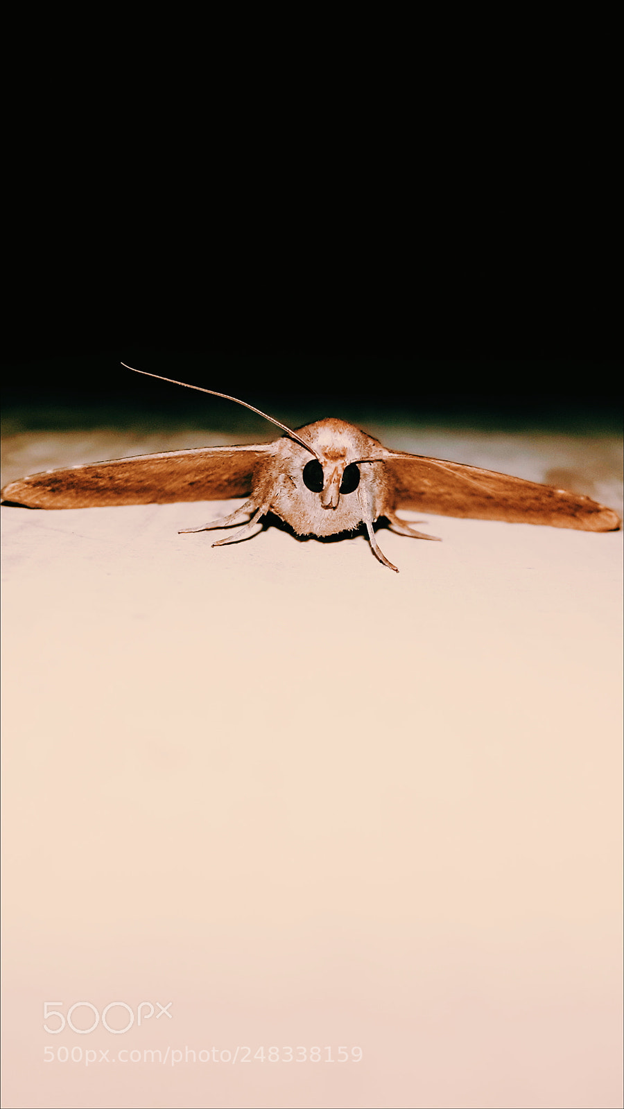 Samsung Galaxy S4 sample photo. Moth photography