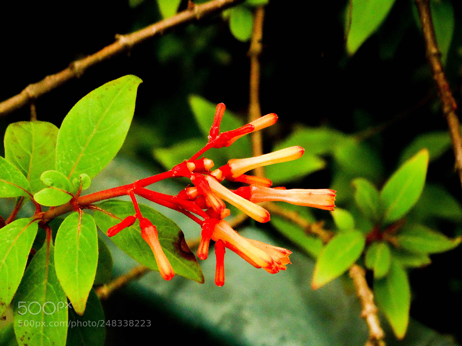 Sony Cyber-shot DSC-HX300 sample photo. Reddish photography
