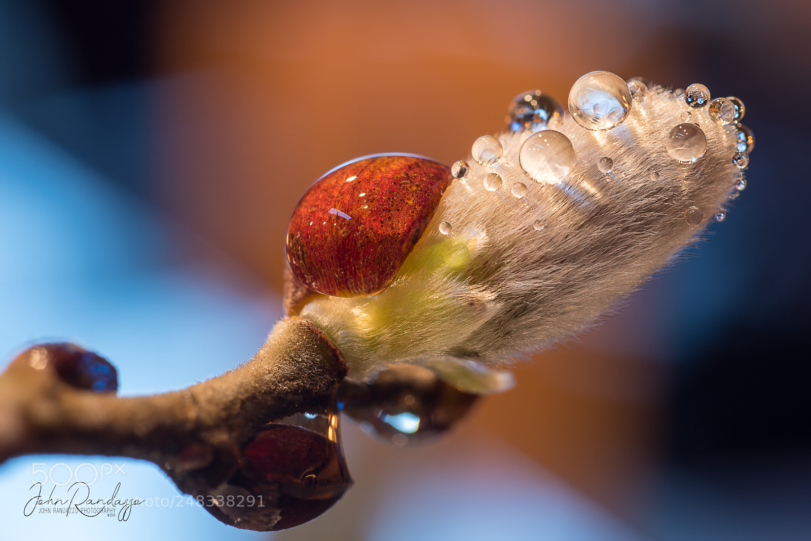 Nikon D810 sample photo. Pussy willow bud break photography