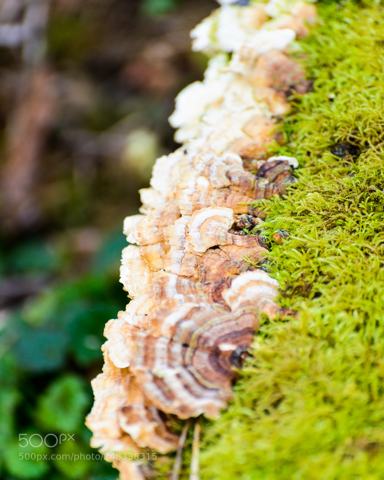 Nikon D800 sample photo. A fungus among us photography