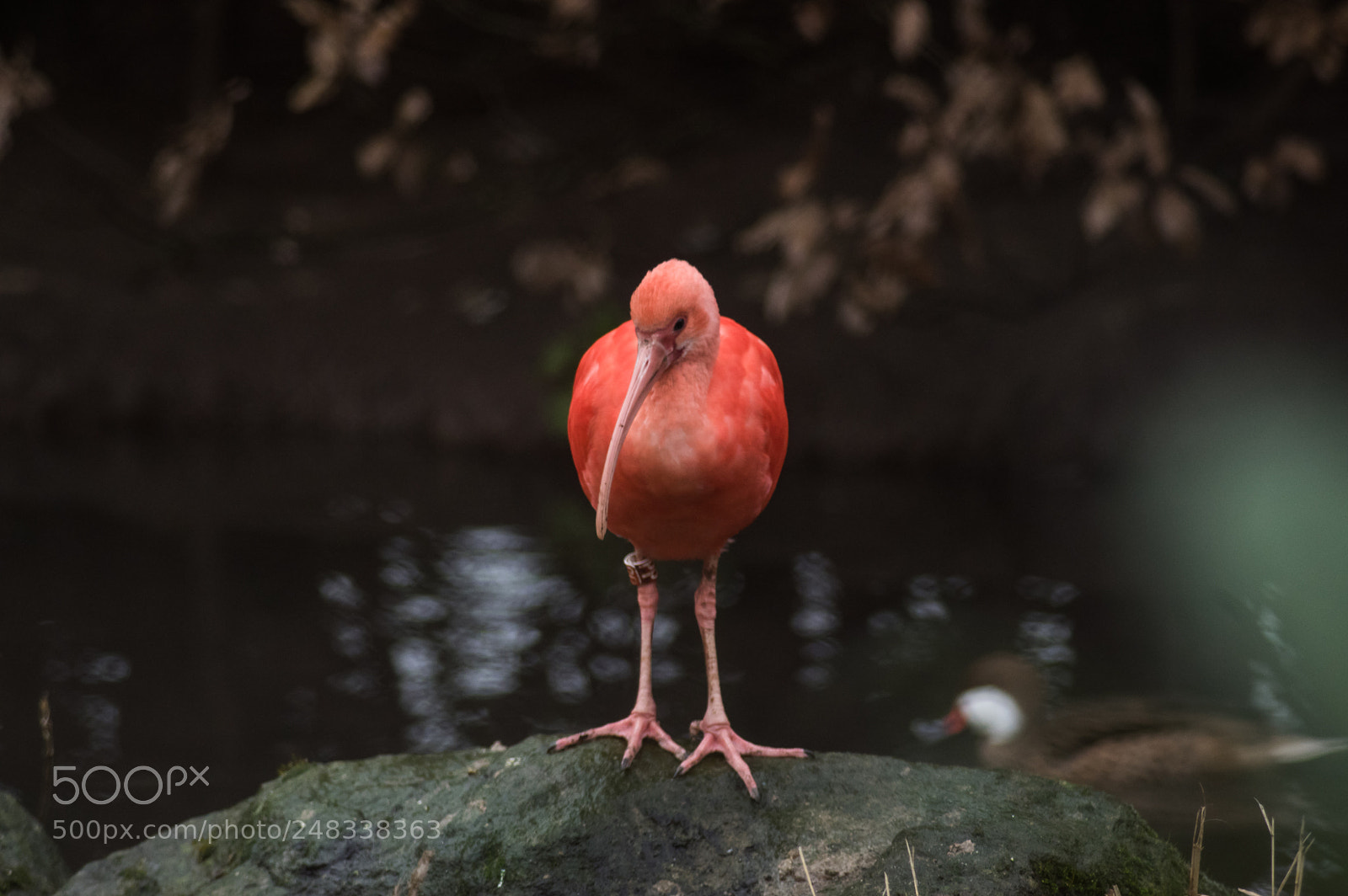 Pentax K-3 II sample photo. Birb photography