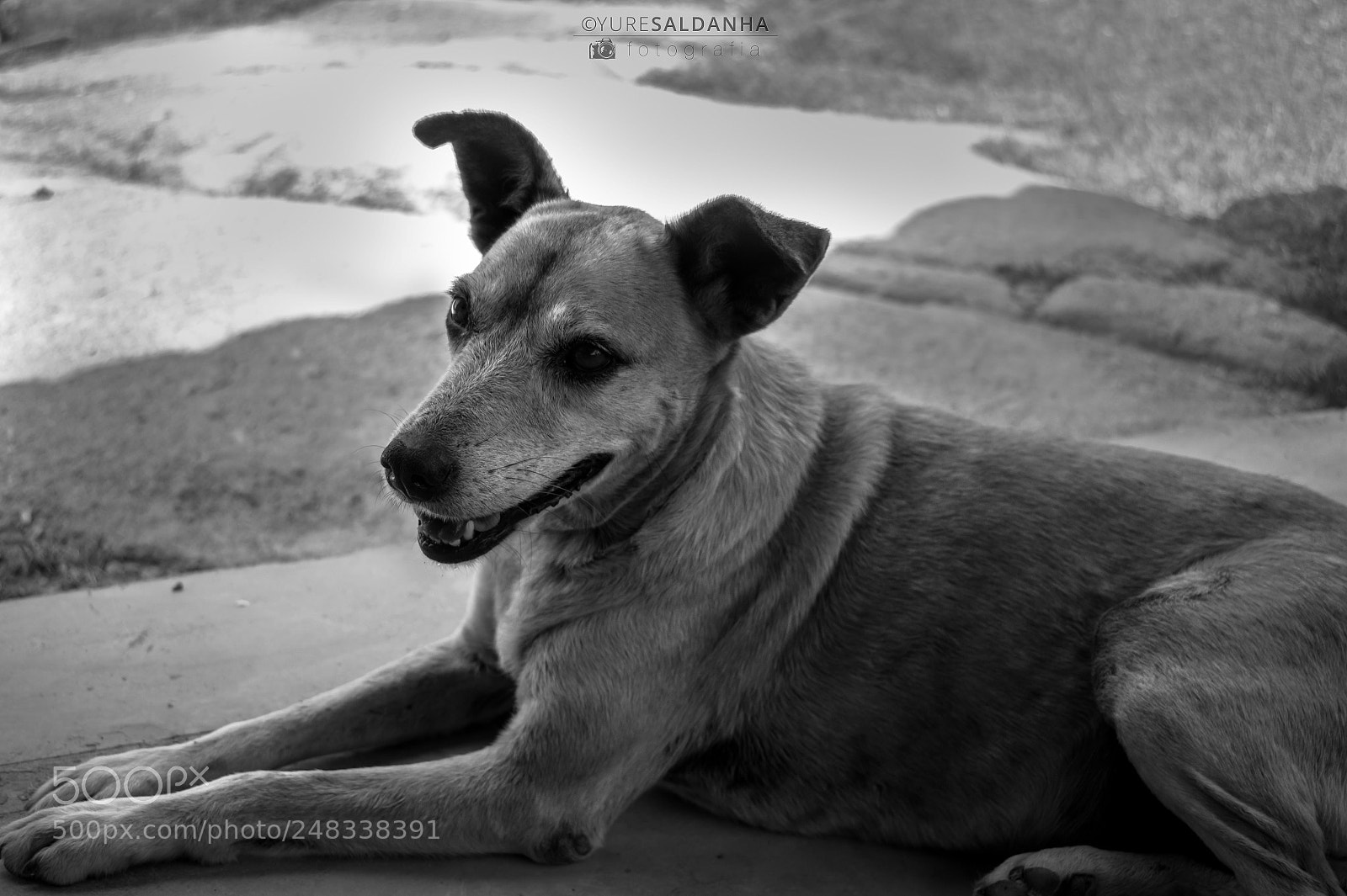 Nikon D5300 sample photo. “loba”, a vira-lata photography