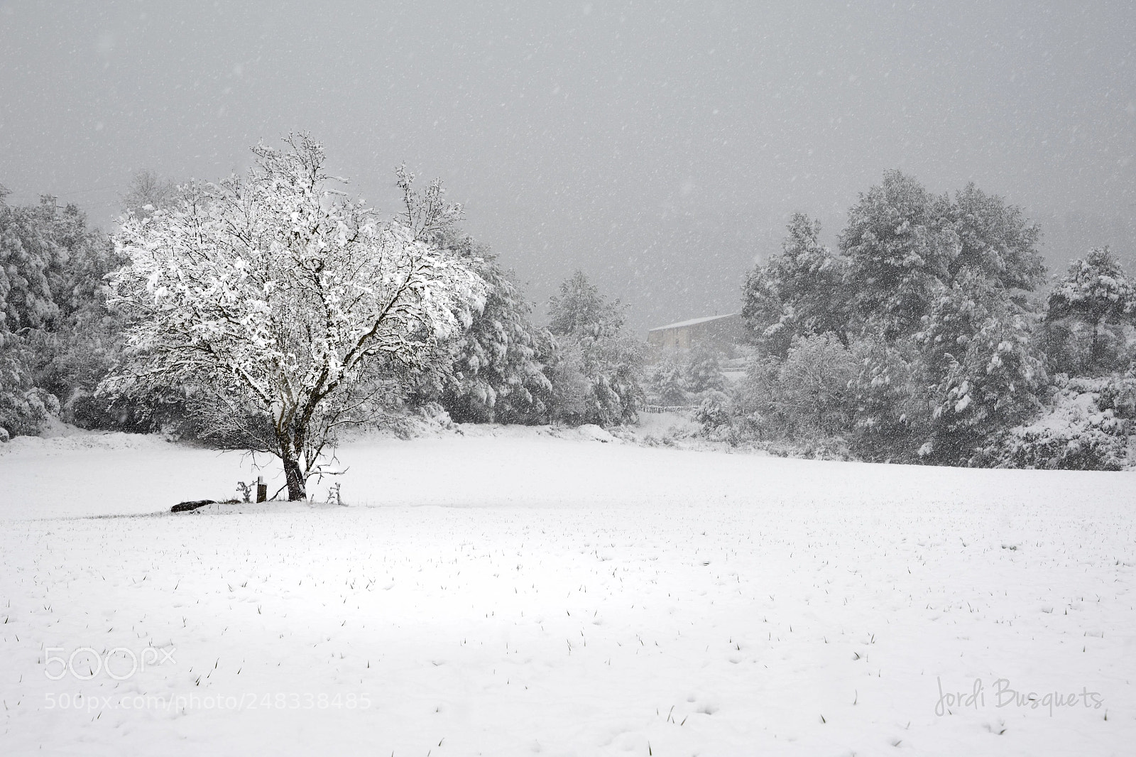 Nikon D610 sample photo. L'arbre solitàri photography