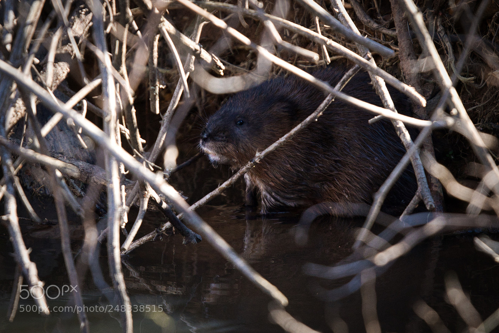 Nikon D5600 sample photo. Muskrat photography