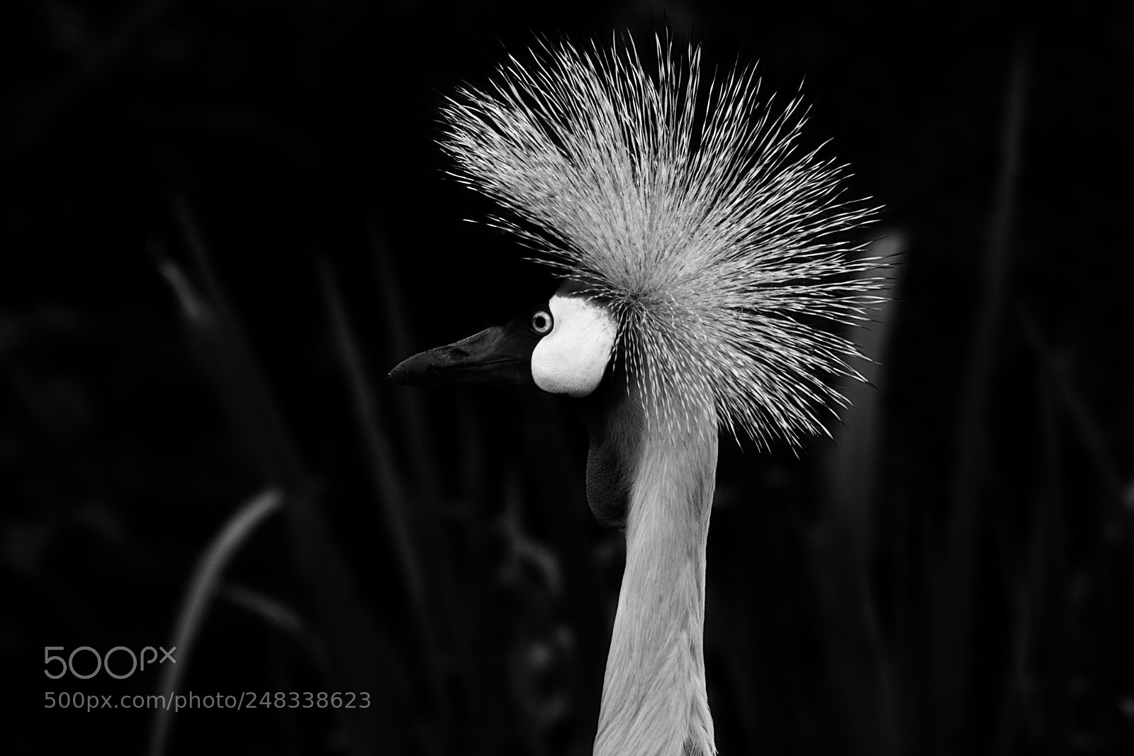 Nikon D3200 sample photo. Grey crowned crane photography