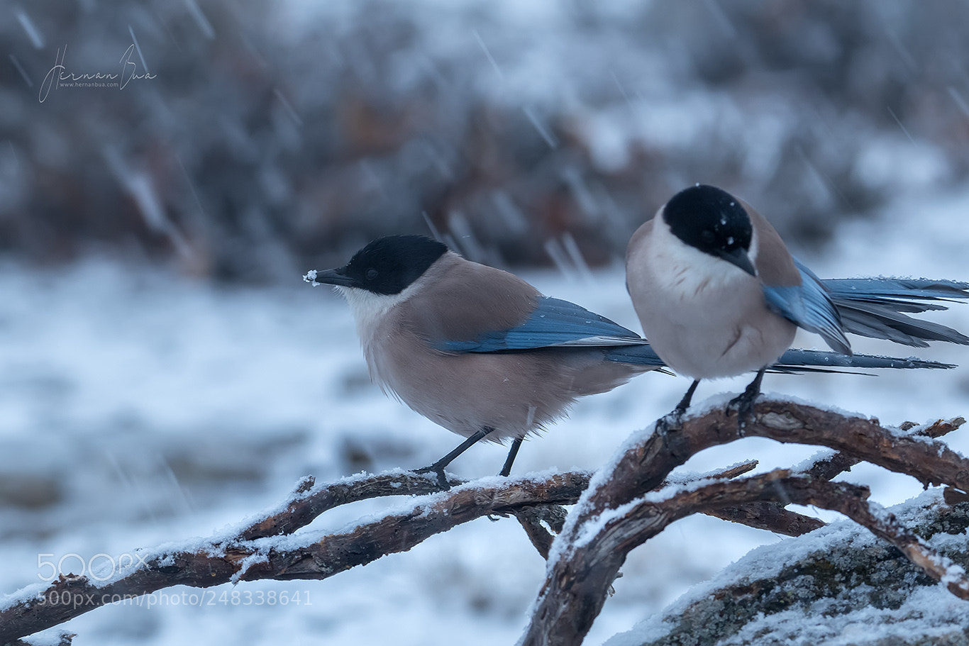 Nikon D500 sample photo. Snowy day photography