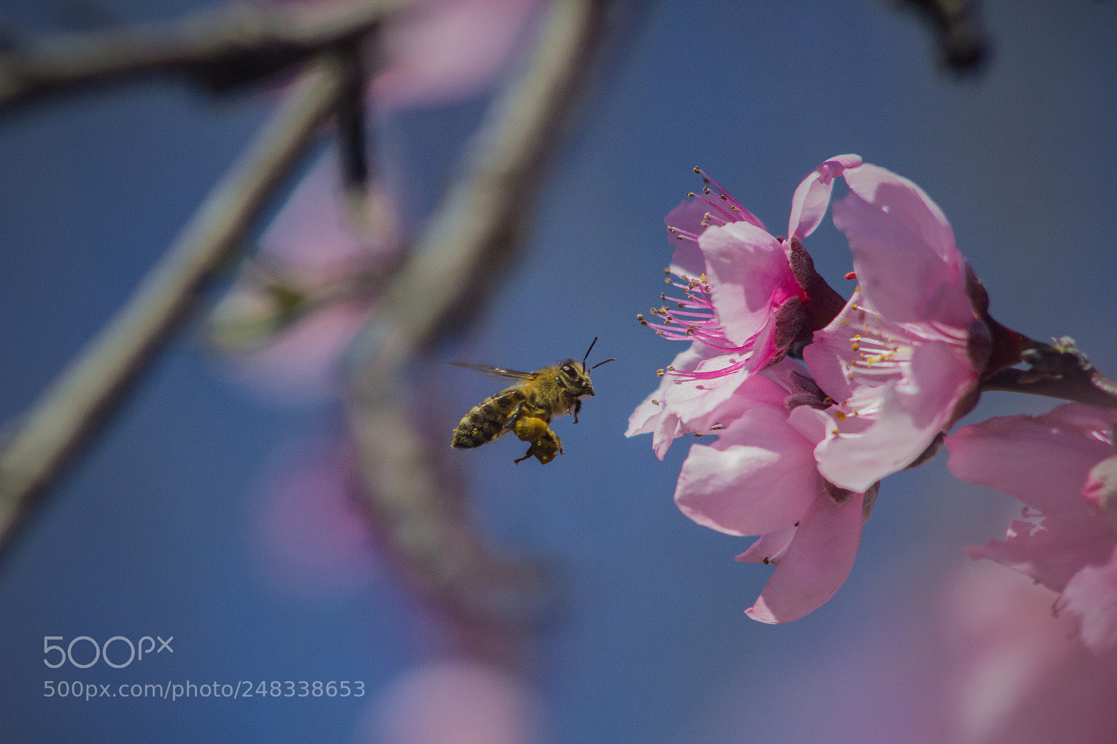 Canon EOS 600D (Rebel EOS T3i / EOS Kiss X5) sample photo. Honey bee my blossom photography