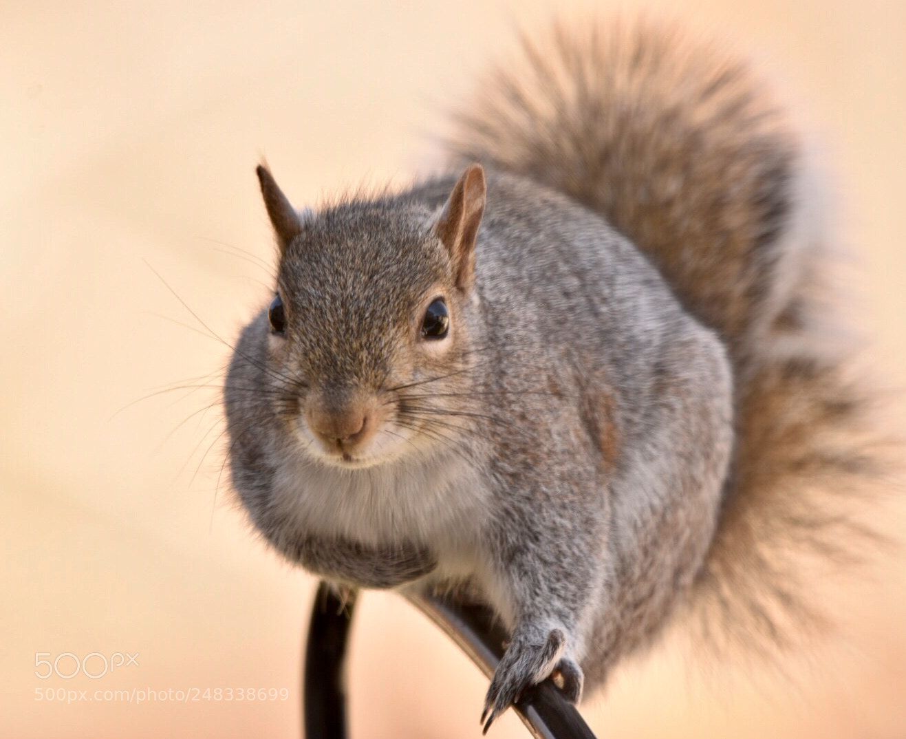 Nikon D7200 sample photo. Portrait of the squirrel photography