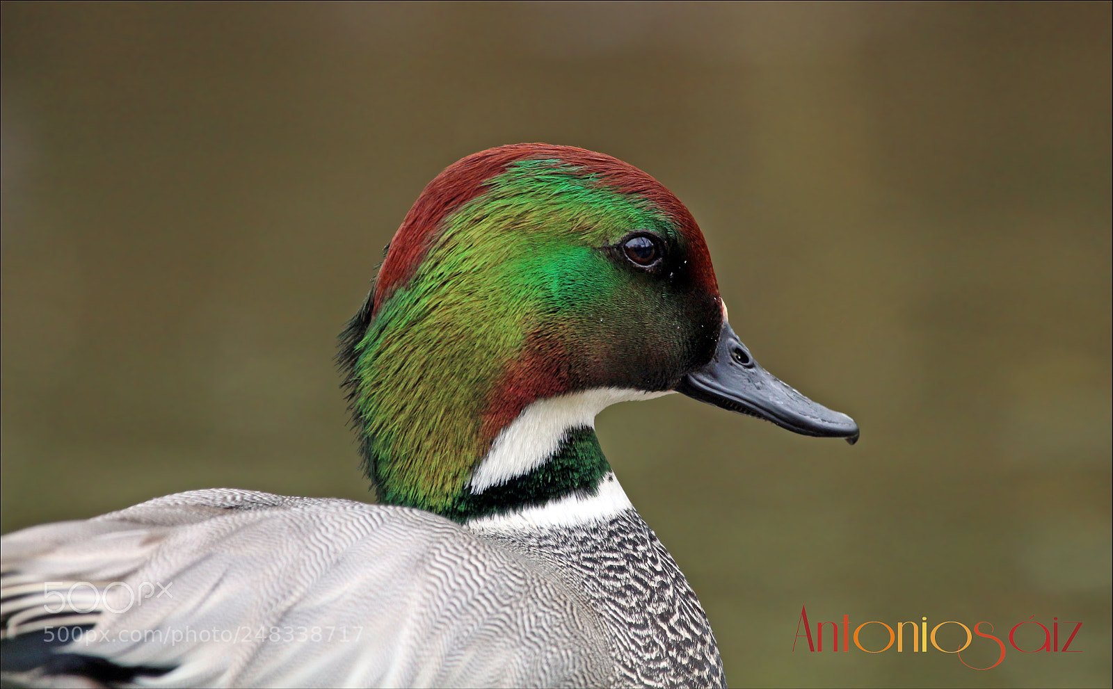 Canon EOS 700D (EOS Rebel T5i / EOS Kiss X7i) sample photo. Pato photography
