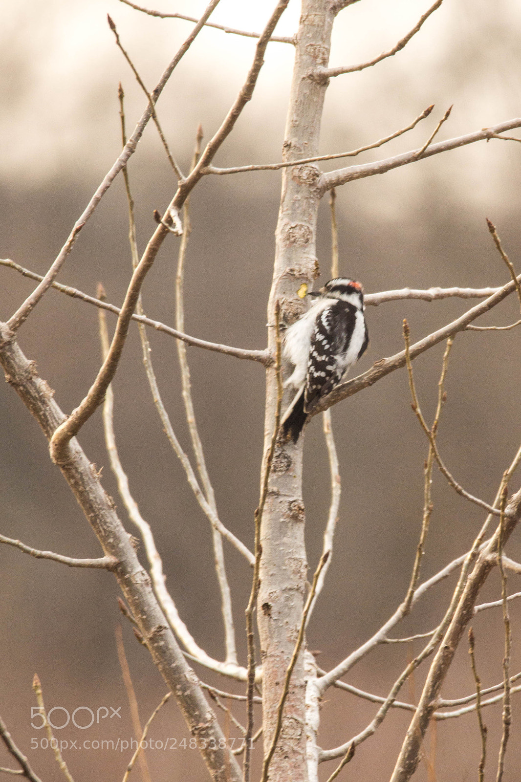 Sony Alpha NEX-7 sample photo. Woodpecker from hell photography