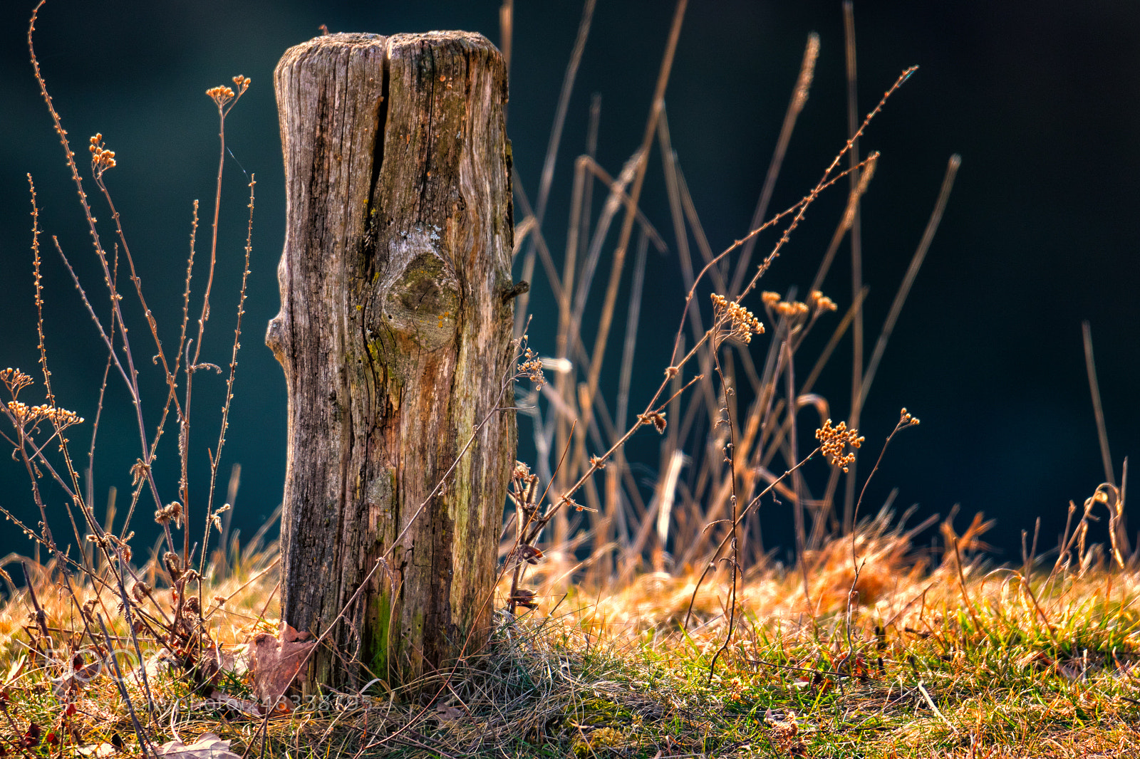 Canon EOS 7D Mark II sample photo. There is some springtime photography