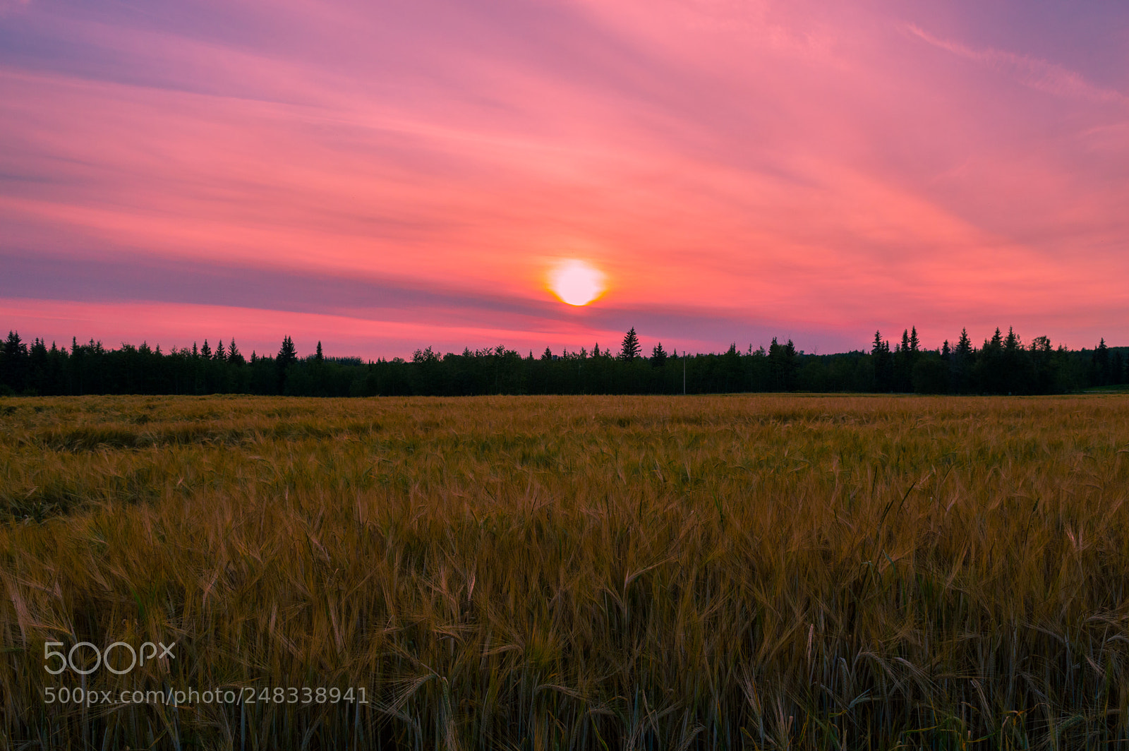 Nikon D3200 sample photo. Grain sunset photography