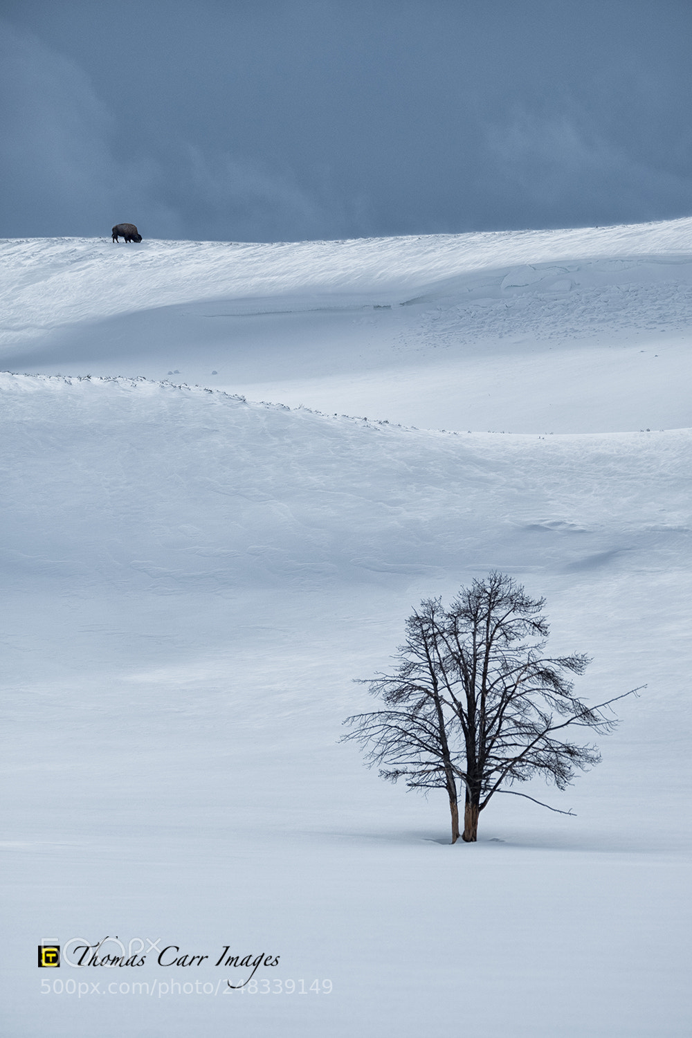 Fujifilm X-T2 sample photo. Bison & tree photography