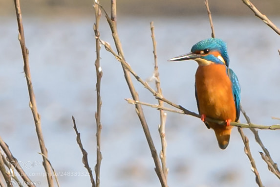 Nikon D7100 sample photo. Kingfisher photography