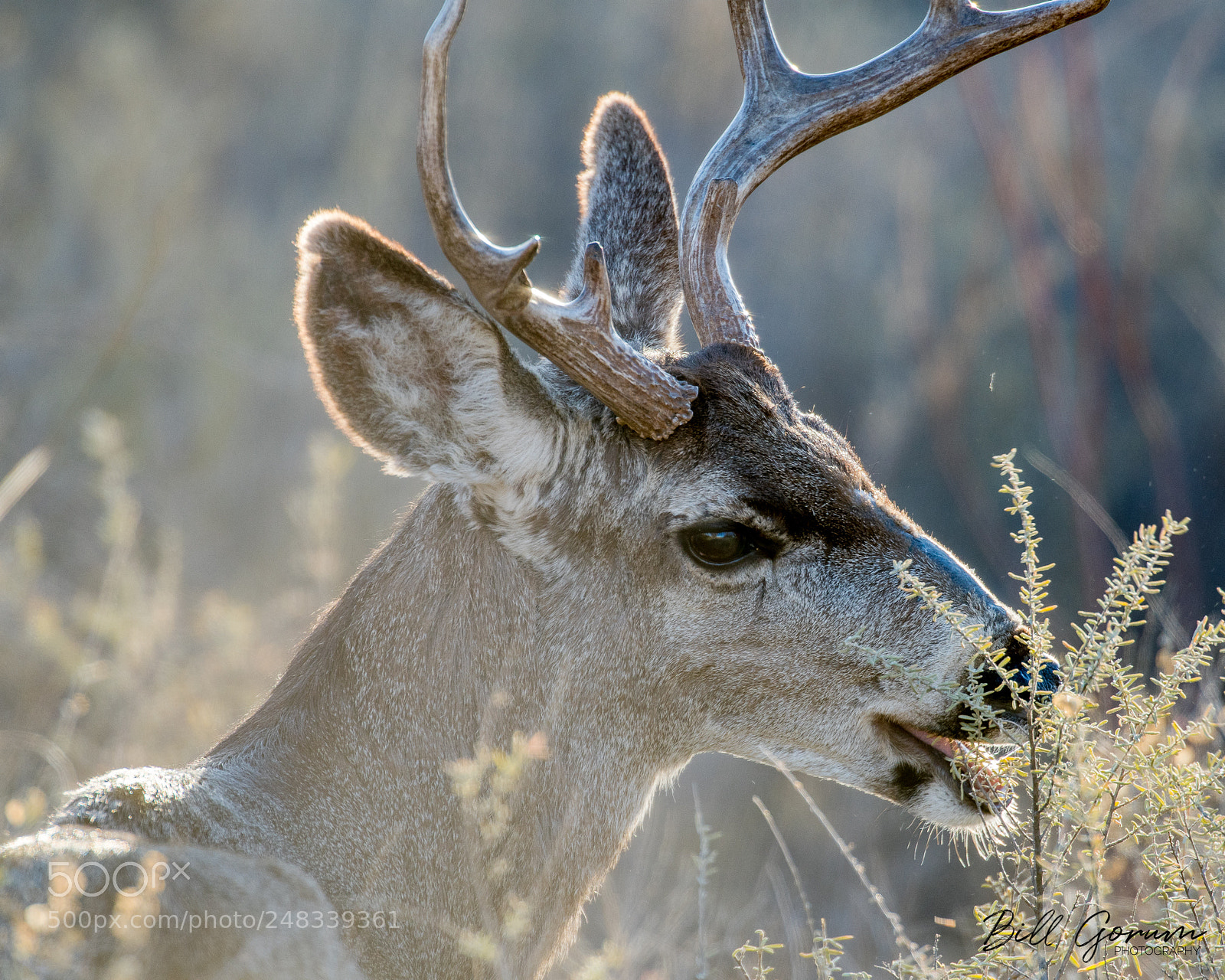 Nikon D500 sample photo. Mule deer buck eating photography