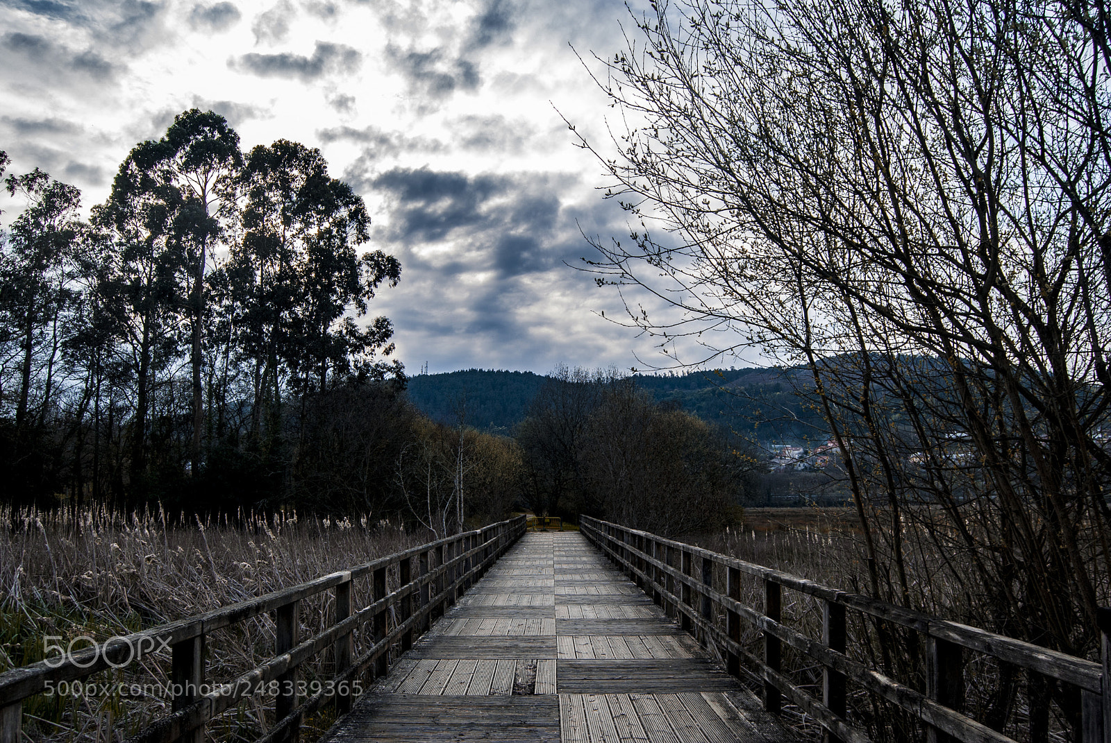 Nikon D60 sample photo. Bridge photography