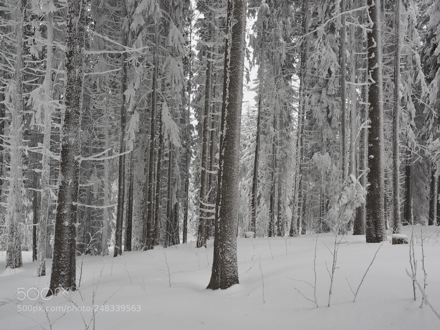 Olympus OM-D E-M1 sample photo. Wald im winterkleid photography