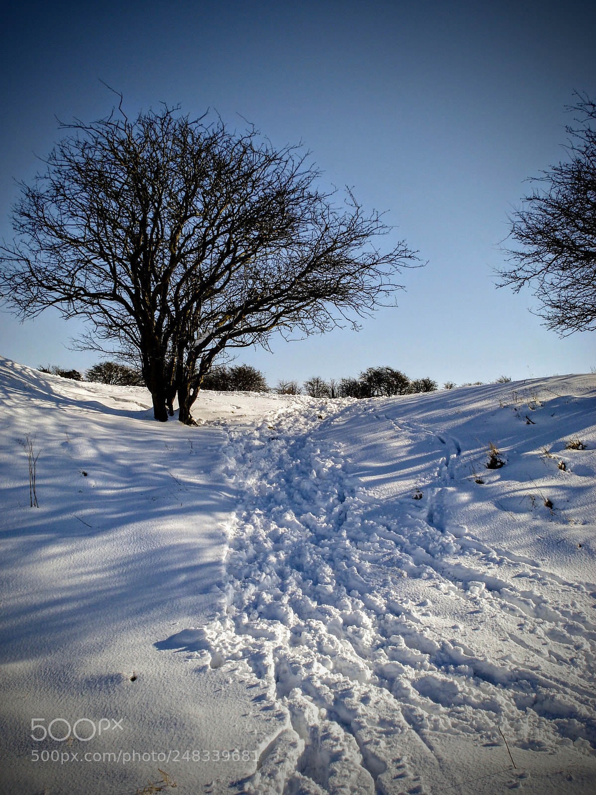 Sony DSC-W55 sample photo. Shadows in the snow photography