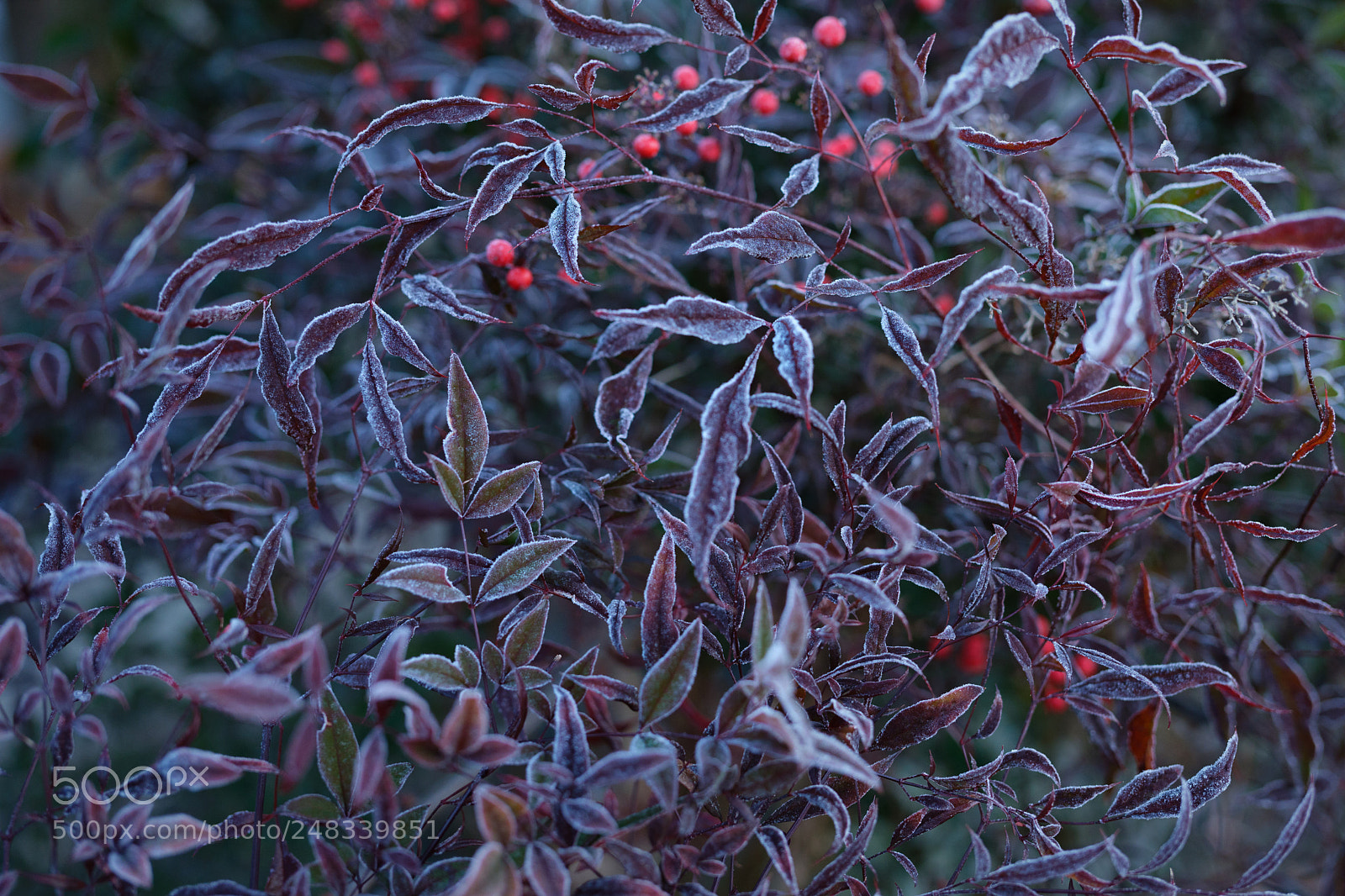 Fujifilm GFX 50S sample photo. Frost photography