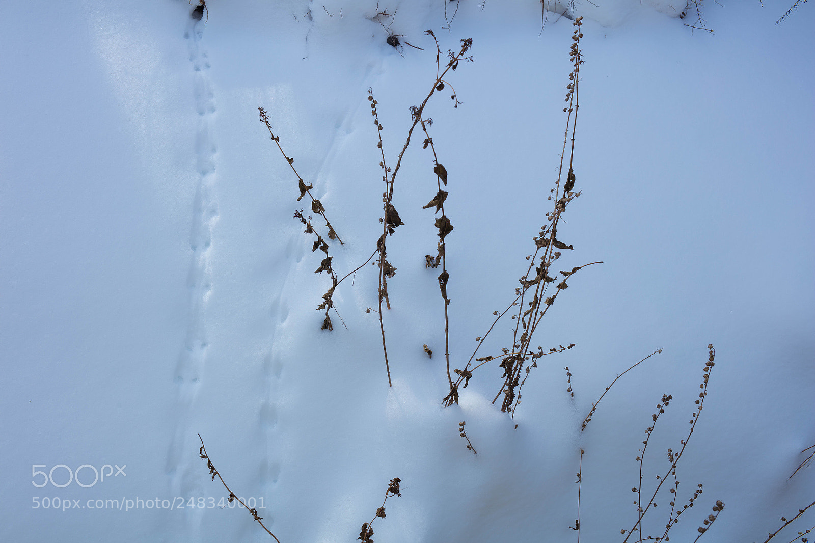 Canon EOS 5DS R sample photo. Tracks in the snow photography