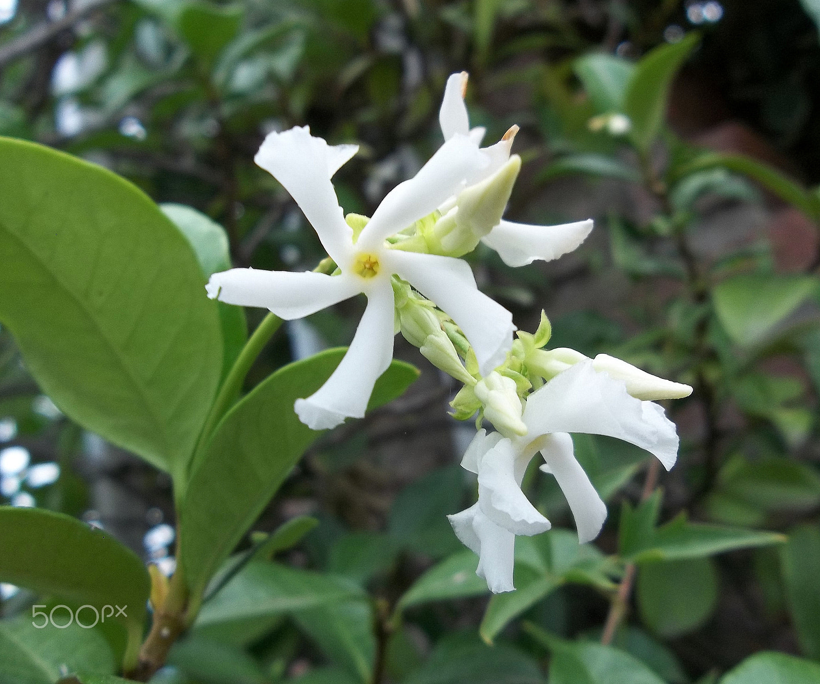 Kodak EASYSHARE CAMERA, M522 sample photo. Fiori photography