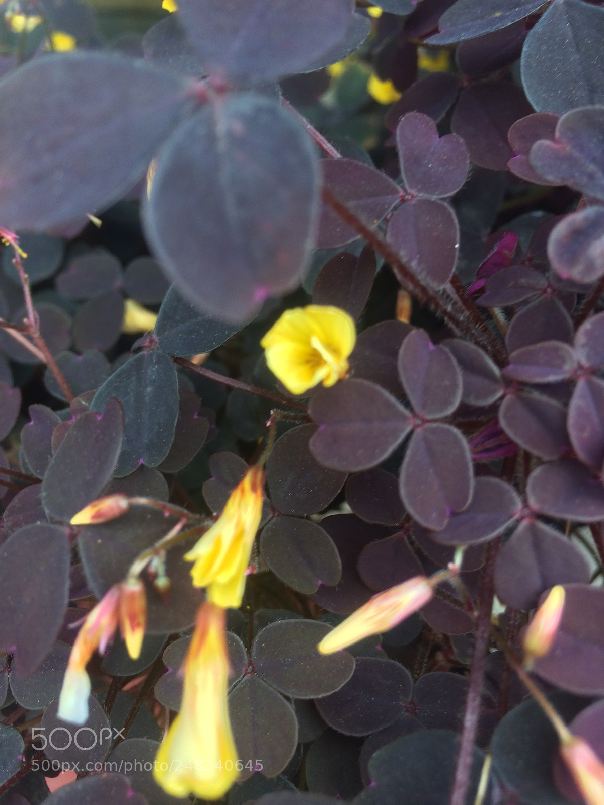Apple iPhone 5s sample photo. Untitled photography