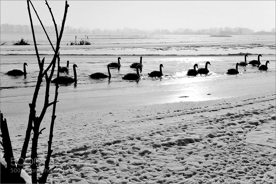 Nikon D610 sample photo. Swans on the river photography