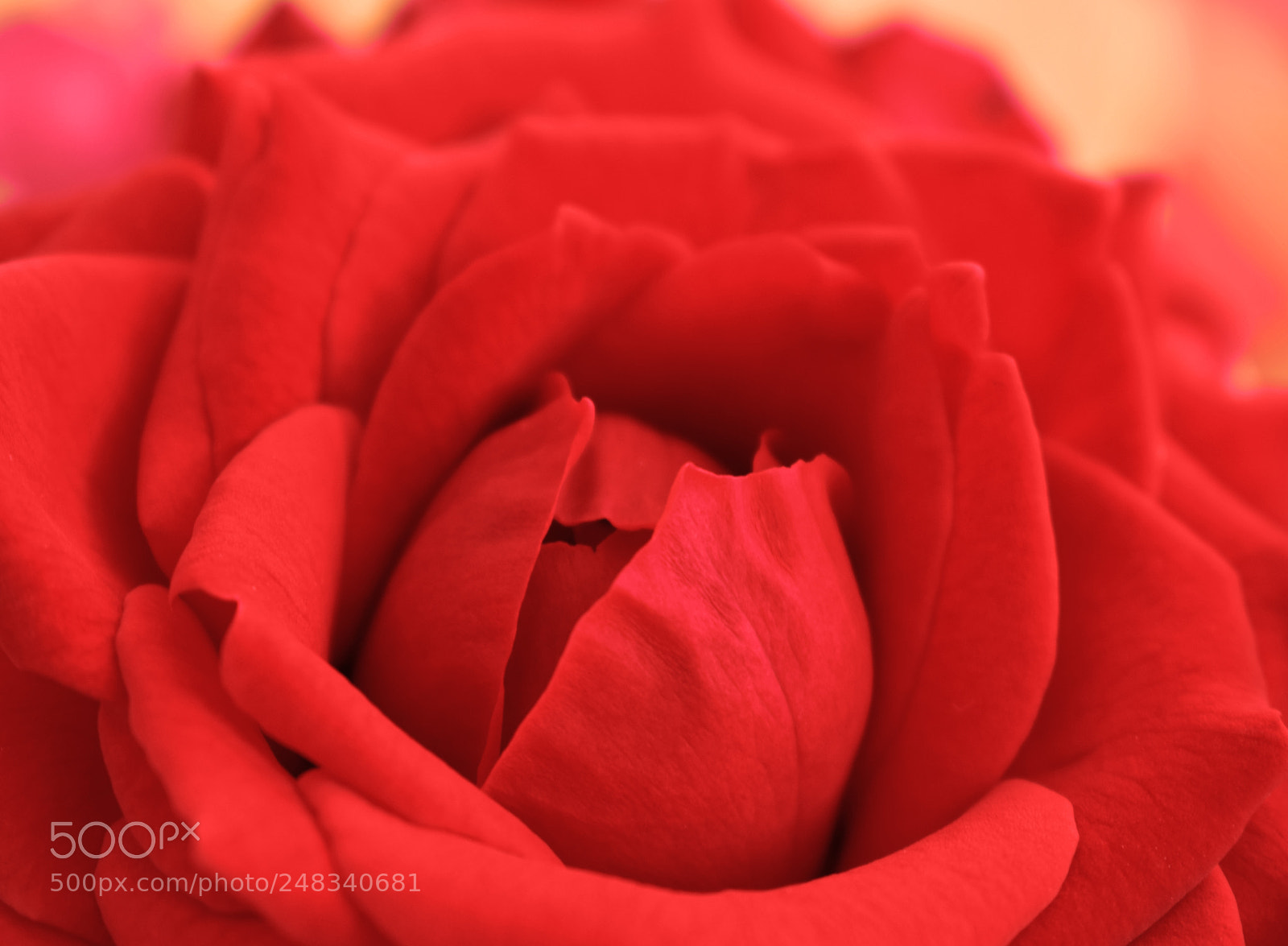 Nikon D5300 sample photo. Red flower photography