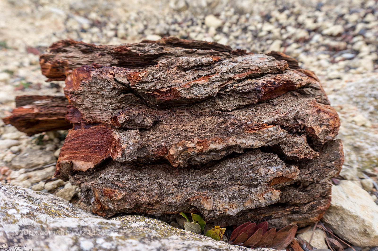 Sony Alpha a5000 (ILCE 5000) sample photo. _dsc2019-1.jpg photography
