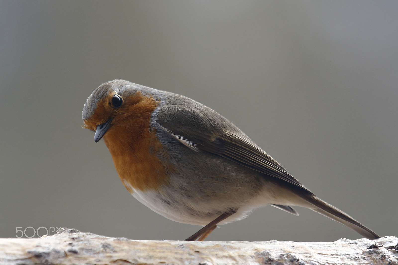 Canon EF 100-400mm F4.5-5.6L IS USM sample photo. Petirrojo photography
