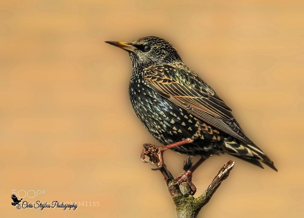 Nikon Coolpix P900 sample photo. Starling ( spreeuw) photography