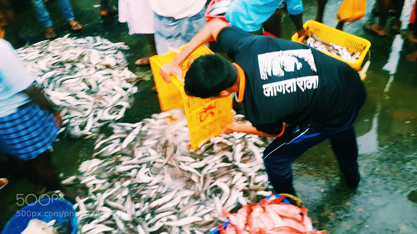 Samsung Galaxy S4 sample photo. Sardine time photography