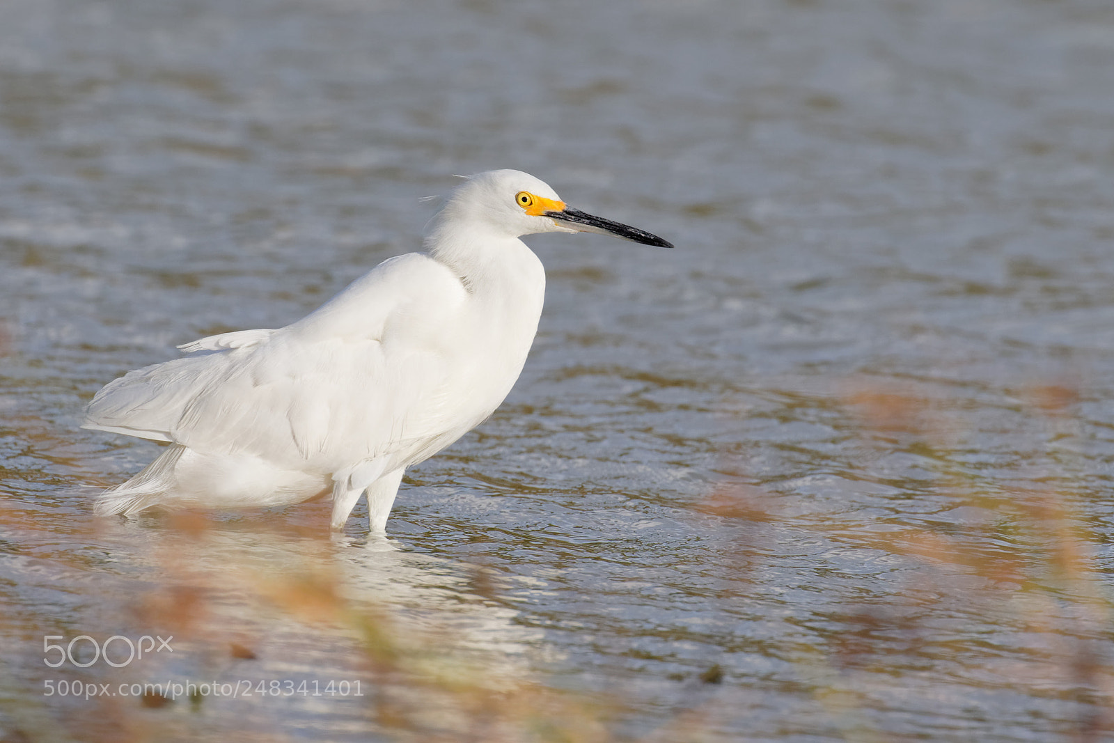 Canon EOS 7D Mark II sample photo. Snowy egret photography