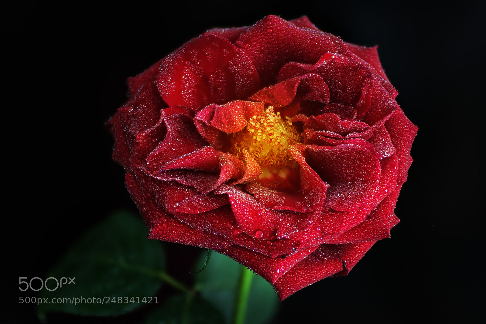 Nikon D600 sample photo. Rose photography