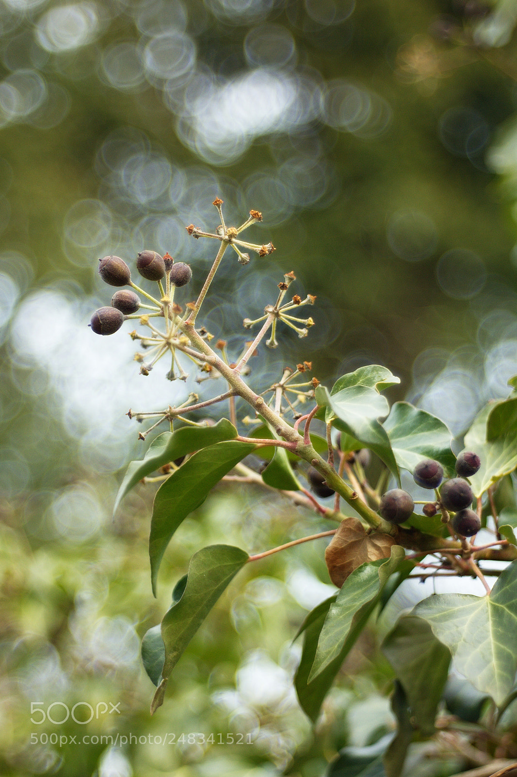 Canon EOS 550D (EOS Rebel T2i / EOS Kiss X4) sample photo. Hedera helix photography