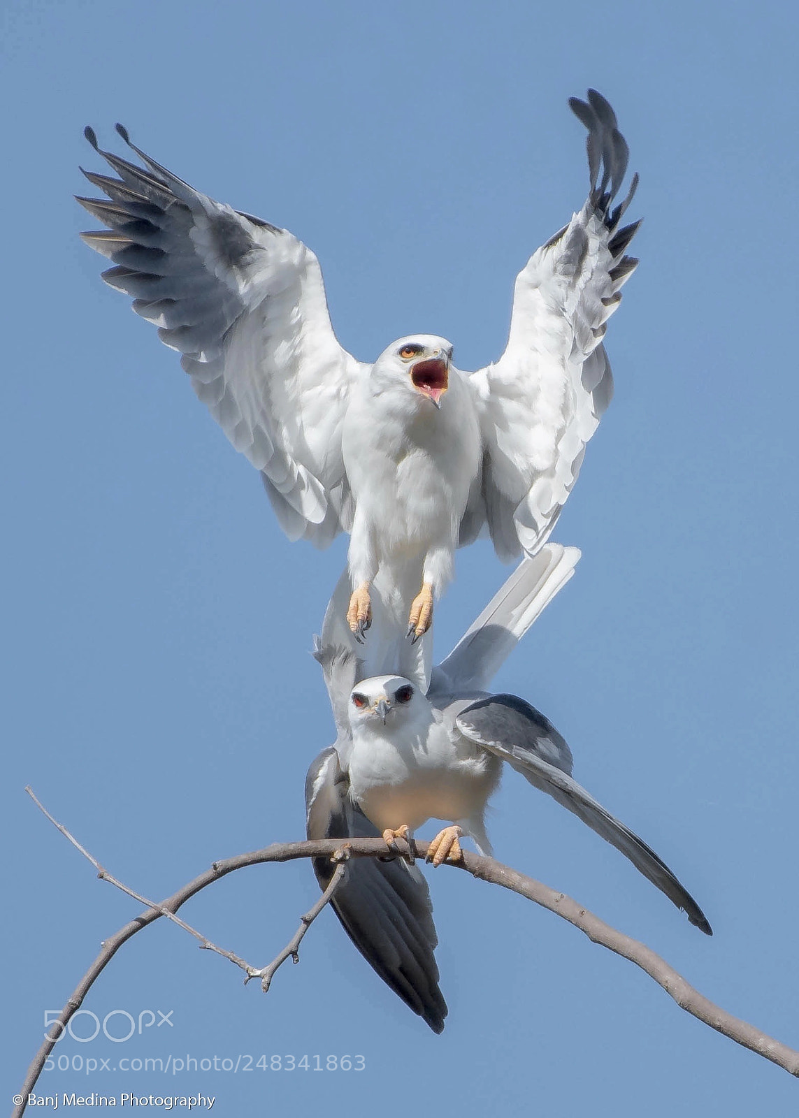 Nikon D500 sample photo. White tailed kites.. photography