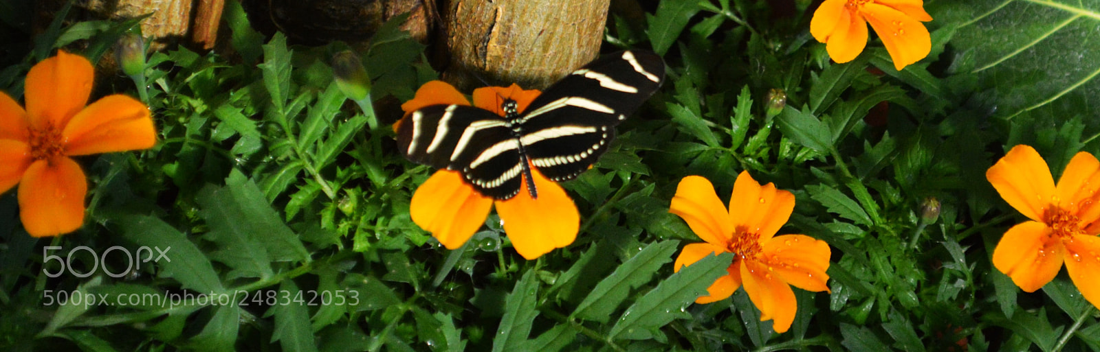 Nikon D3200 sample photo. Dsc photography