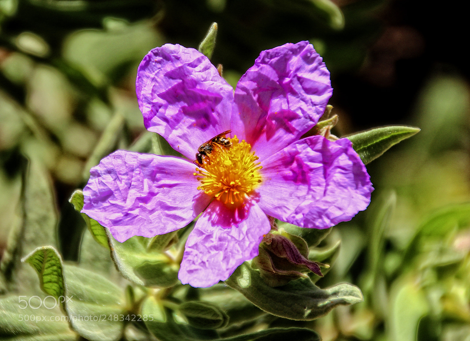 Canon EOS 600D (Rebel EOS T3i / EOS Kiss X5) sample photo. Pink rock-rose and bee photography