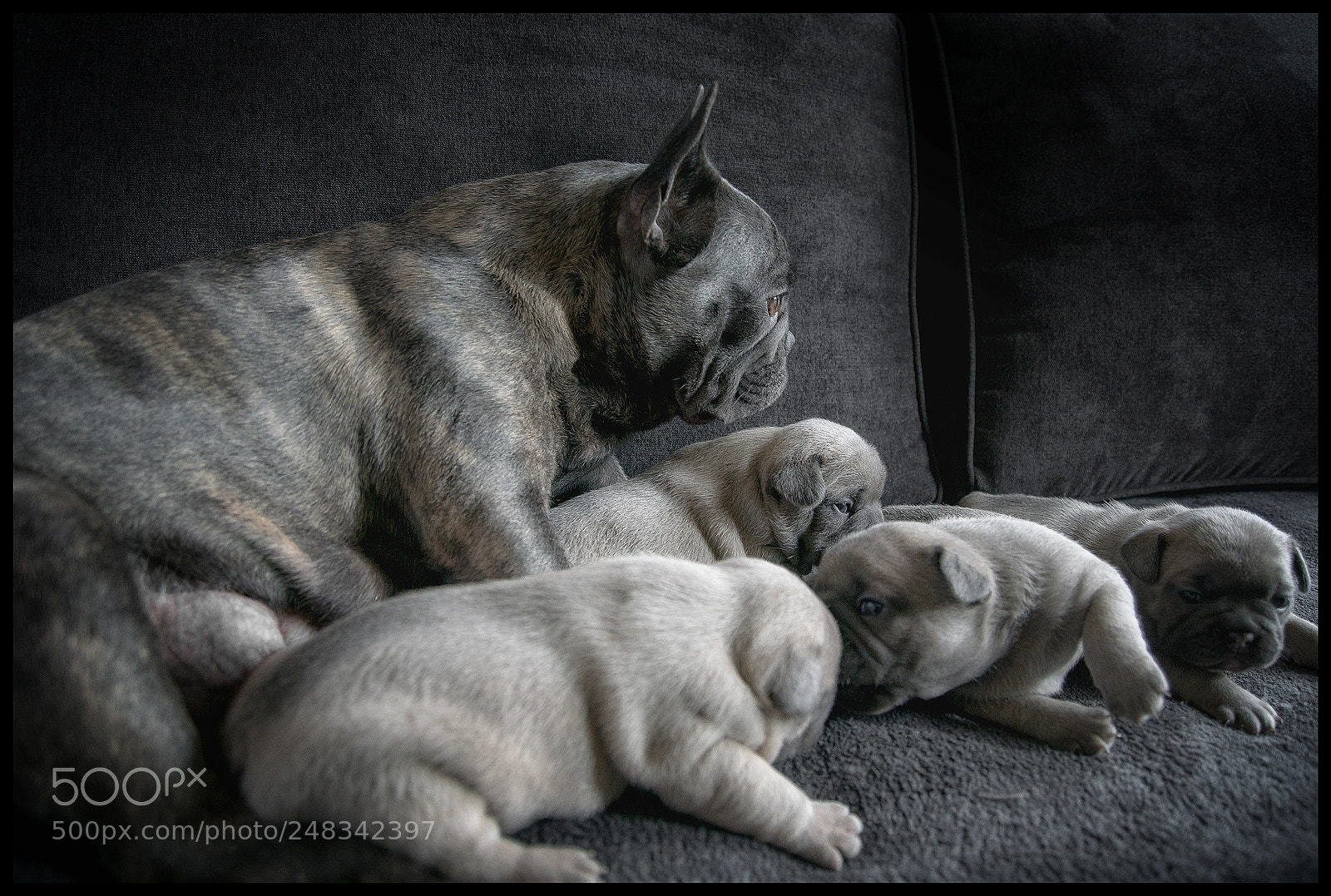 Sony ILCA-77M2 sample photo. French bulldog puppies ii photography