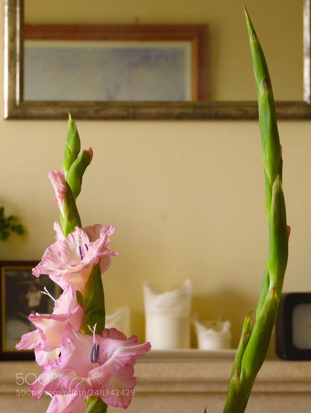 Nikon Coolpix B700 sample photo. Gladioli, mirror, and mantelpiece photography