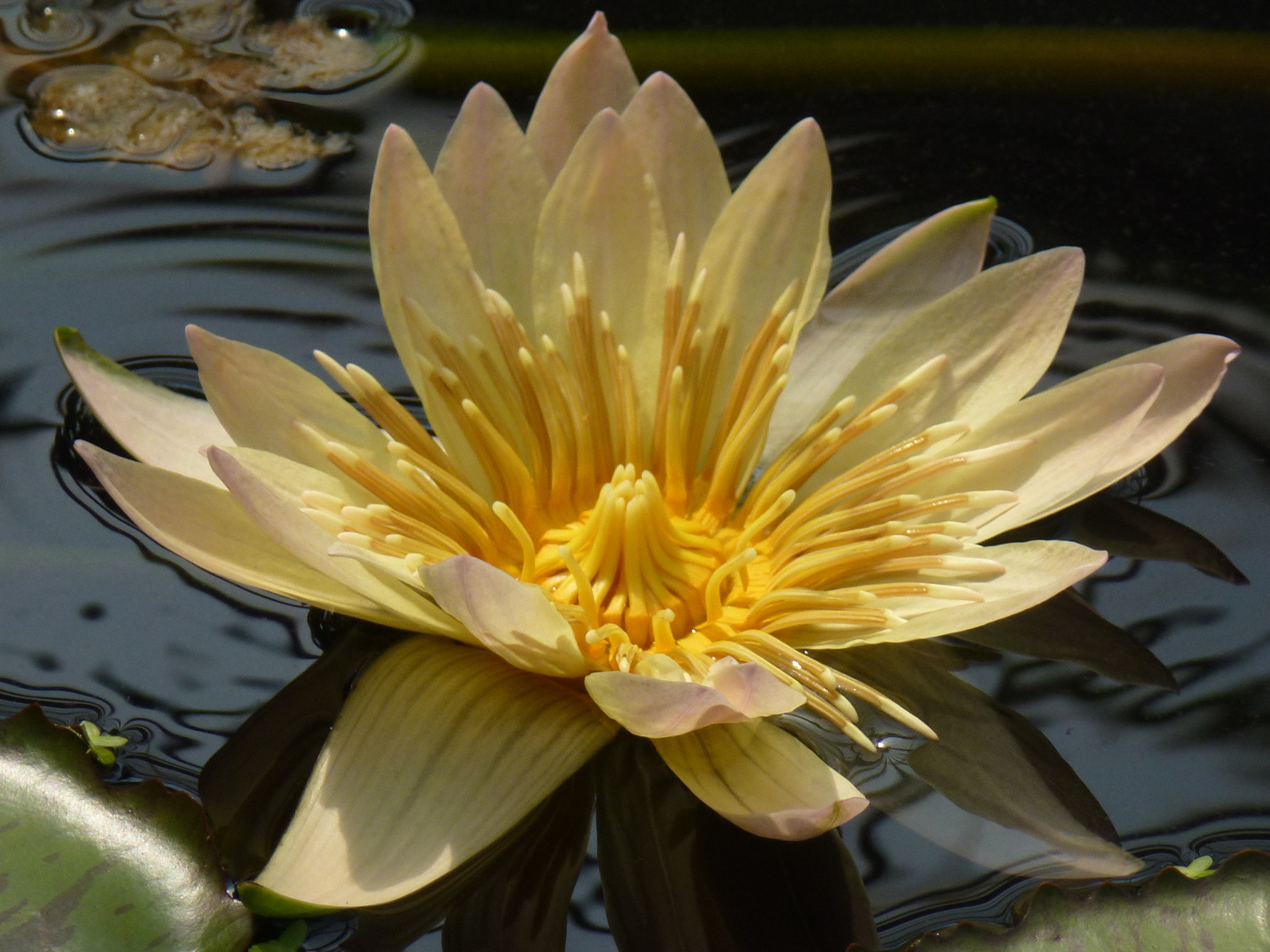 Panasonic DMC-ZS10 sample photo. Flower photography